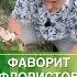 Роза фаворит флористов