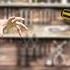 Can A Screwdriver Break Bone Real Dummy Test