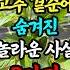 고추 곁순에 숨겨진 놀라운 사실 3가지