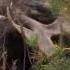 World Record Moose Shot