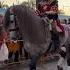 OMG Танцующие лошадки шоу лошадей праздничный парад лошади Horselover