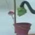 Pingu Noot Noot For 10 Hours