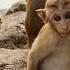 Aggressive And Starving Monkeys Take Over Town Hall Causing Staff To Flee For Lives