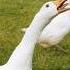 Angry Goose Hissing Sounds