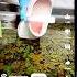Youtubeshorts Xax Magical Zax Youtubeshorts Video Beautifull