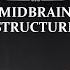 Средний мозг Строение среднего мозга Midbrain Structure