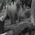 Lassie Episode 71 Hoax Season 3 Ep 6 10 14 1956