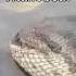 Biggest Anacondas Caught On Camera Shorts