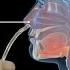 How To Insert A Nasogastric Tube For NG Intubation 3d Animation
