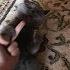Fat Cat Gets Mad When Flipped Off