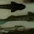 Everything You Need To Know About Those Fish That Attach To Sharks
