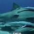 Remora The Freeloader Of The Sea Facts Shorts Remora Fishing