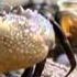 Evolution Part 2 Of 7 Great Transformations PBS Documentary HD 720p