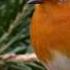 Relaxing Birdsong