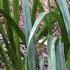 Dianella Longifolia Blue Flax Lily
