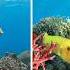 We Created A Giant Coral Reef And So Many Creatures Came