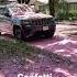 Cherry Blossoms Falling Petals