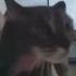 Cat Screams Into Doorbell Camera