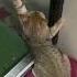 Улица КОНЕЧНО Хорошо НО Дома То ЛУЧШЕ Cat Shorts озвучка