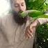 Mitho Kiya Mang Raha Hai Parrot Talkingparot Greenparrot Talkingparrot Mitho Cute