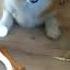 Собака бояка Welsh Corgi Pembroke Scared And Funny