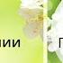 25 5 Хадис о прохождении через мост ас Сырат Часть 1 Сады праведных Ринат Абу Мухаммад