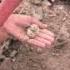Nature S Surprise Agate Hidden Inside This Rock Agate Gemstone Crystals Nature Trending