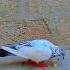 My Asmani Pegion Pigeon Kabutar Kabootar Birds Foryou Pegion Kabutarandekabdetehain