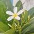Champa Ke Phool Natural Perfume For Your Garden Champa Fragrance PlumeriaLove