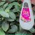 Promote The Budding Of Camellias Link Product In Bio Oldgardenshop Garden Oldgarden