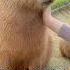 Tag Jennierubyjane Capybara Animalrescue