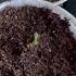 Growing Perennial Shasta Daisies From Seed With Updates Crochet Garden Repeat
