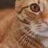 9 Touching Ways Your Cat Has Been Taking Care Of You All Along