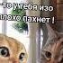 Разговор двух котов ч 101