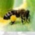 2011 Forum Protecting Pollinators From Pesticides Stopping The Demise Of Honeybees