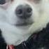 Знаменитая ночная бабочка Ляля Колобок територіящастя Chihuahua