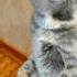 Ам НЯМ НЯМ вкусно ам ням вкусно бекон кошка коты Funny Cat Food Yummy Shorts