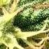 MARIJANES STRAINS SUPER LEMON HAZE