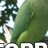 A Green Invasion The Unstoppable Rise Of Parakeets What You Need To Know ITV News