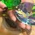 Mutant River Clam Holds Secret A Cache Of Pearls For Curious Girl