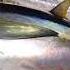 Dradu Madness With Little Big Game Specialist Deckie Dirk From Curacao Fishing