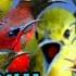 Mp3 100 Paling Ampuh Suara Pikat Semua Jenis Burung Kecil 2025