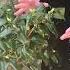 Is Leaf Curl On Camellias A Disaster Shorts Gardening Growingflowers