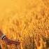 Anas Otman Paradise Love