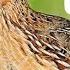ГОЛОС МАНОК ПЕРЕПЕЛ ПРЕЗЫВ QUAIL SOUND Bıldırcın БЕДОНА