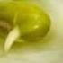 Time Lapse Mung Bean Germination