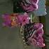 Rastar Ki Video