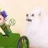 Who Knocked On Nico S Door Nico Smartnico Funny Dog Puppy