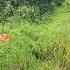 Miss Uyen Came And Accidentally Made Miss Dam Fall Into The Field