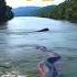 Big Anaconda Snake Anaconda Nature Shorts